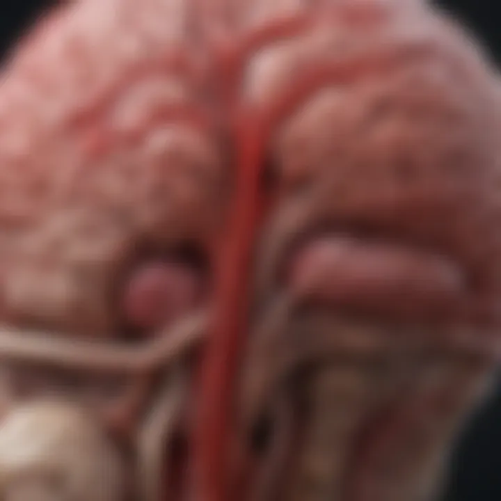 Diagram illustrating the brain's blood flow during a mini stroke