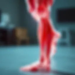 Illustration depicting the muscle fibers involved during leg cramps