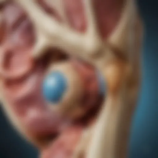 Detailed diagram illustrating the anatomy of a healthy joint versus an osteoarthritic joint