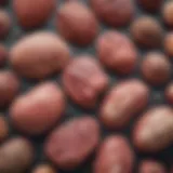 Illustration of different types of rare liver tumors