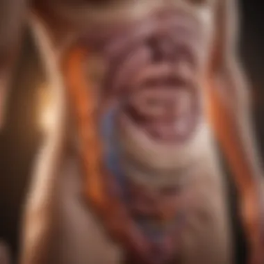 Gastrointestinal Health Overview Medical diagram highlighting gastrointestinal health
