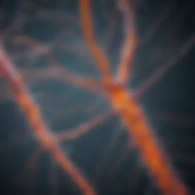 Illustration of neural pathways affected by MS