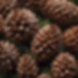 A close-up view of whitebark pine cones showcasing their unique structure and texture.