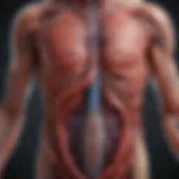 Detailed illustration of the circulatory system