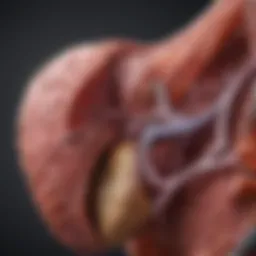 Illustration of liver anatomy highlighting elevated enzymes