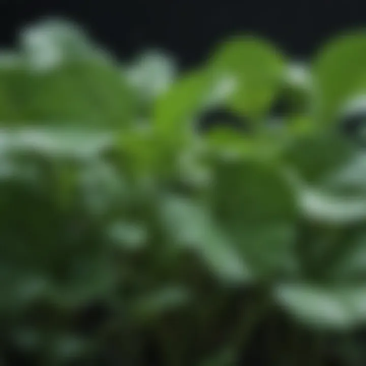 Close-up of watercress leaves with droplets of water