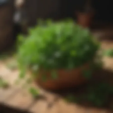 Fresh bunch of watercress on a wooden surface