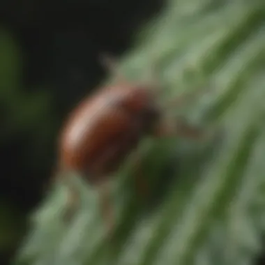 Tick on Leaf A close-up view of a tick on a leaf, highlighting the importance of prevention.