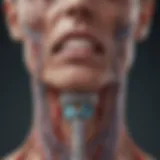 An illustration showcasing the vagus nerve and its anatomical path