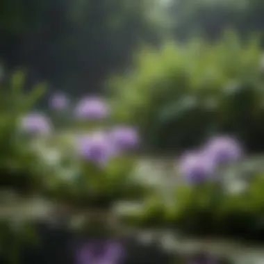 The Beauty of Water Hyacinth in Aquatic Environments Vibrant water hyacinth blooms on a tranquil pond surface