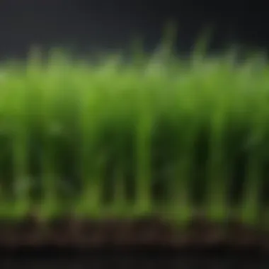 Applications of Wheatgrass in Health Practices Common uses of wheatgrass in health practices