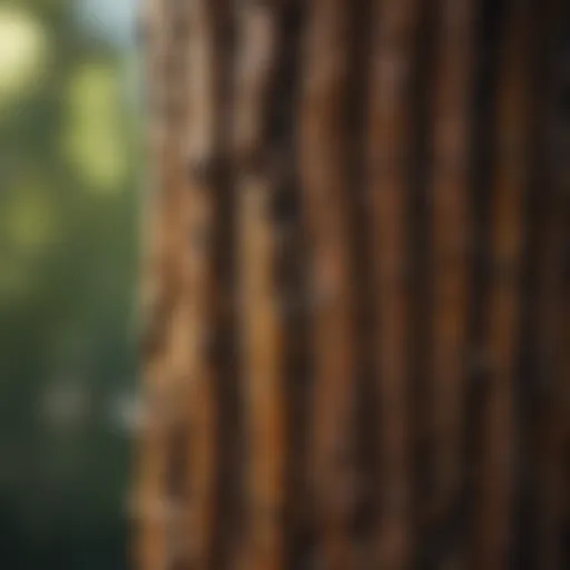Historical significance of willow bark